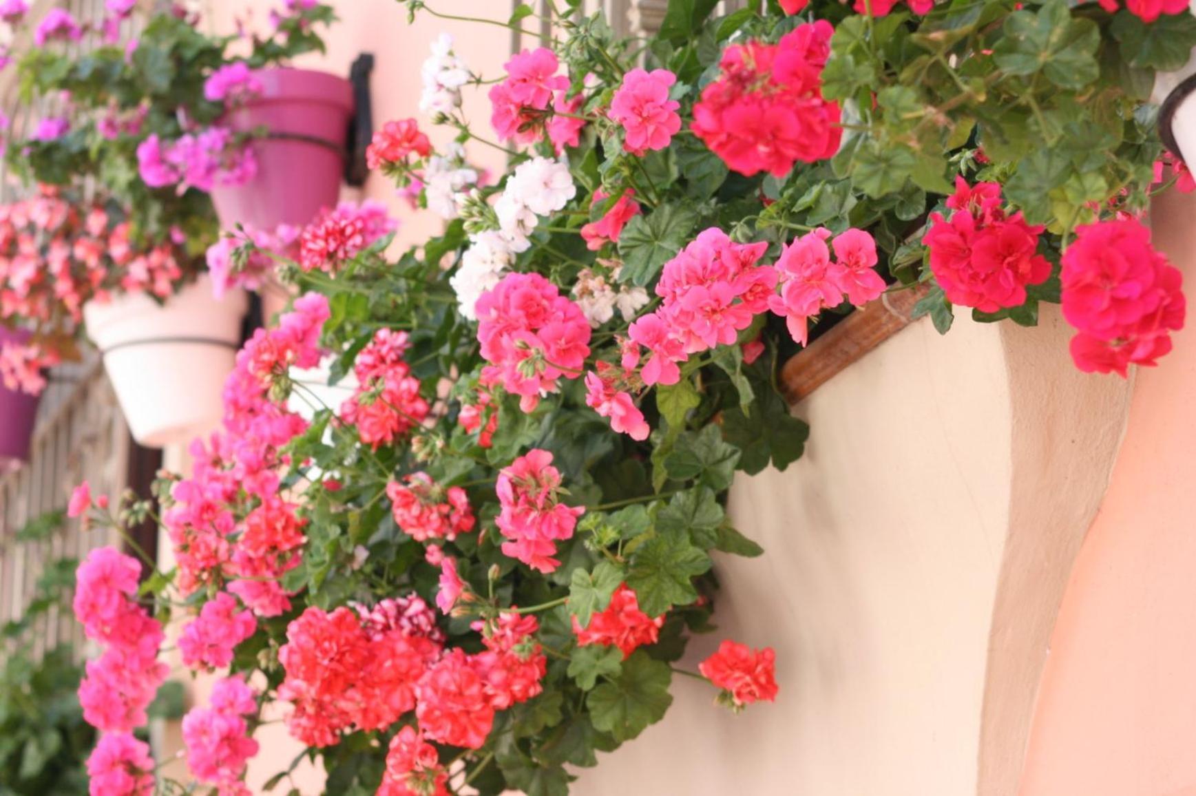 Hotel El Pilar Andalucia เอสเตโปนา ภายนอก รูปภาพ